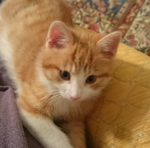 Lejlighed Appartementhaus Tristenau *