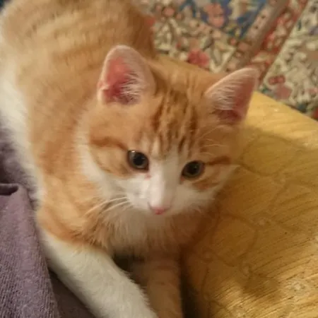 דירה Appartementhaus Tristenau *